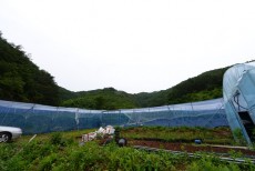 정선블루베리협동조합